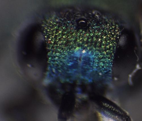Réf. 348 923 : Hedychridium (roseum)